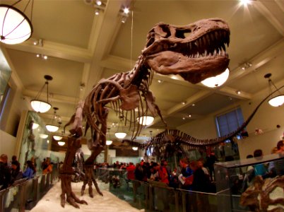 Tyrannosaurus