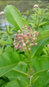milkweed