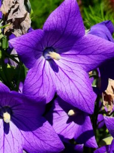 Balloon flower Platycodon grandiflorus
