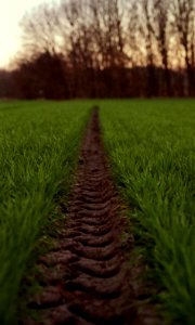 Tire path In wheat crop photo