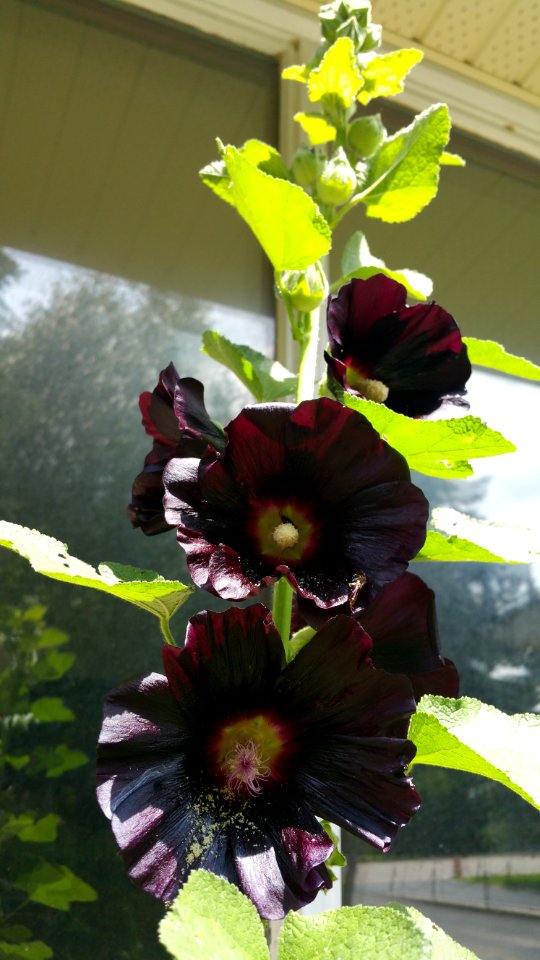 The hollyhocks are still getting taller