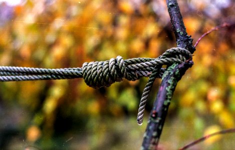 knot in the rain