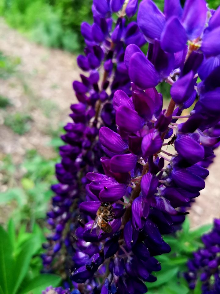 Lupinus Mini Gallery Blue with honeybee