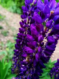 Lupinus Mini Gallery Blue with honeybee