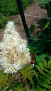 Great golden digger wasp