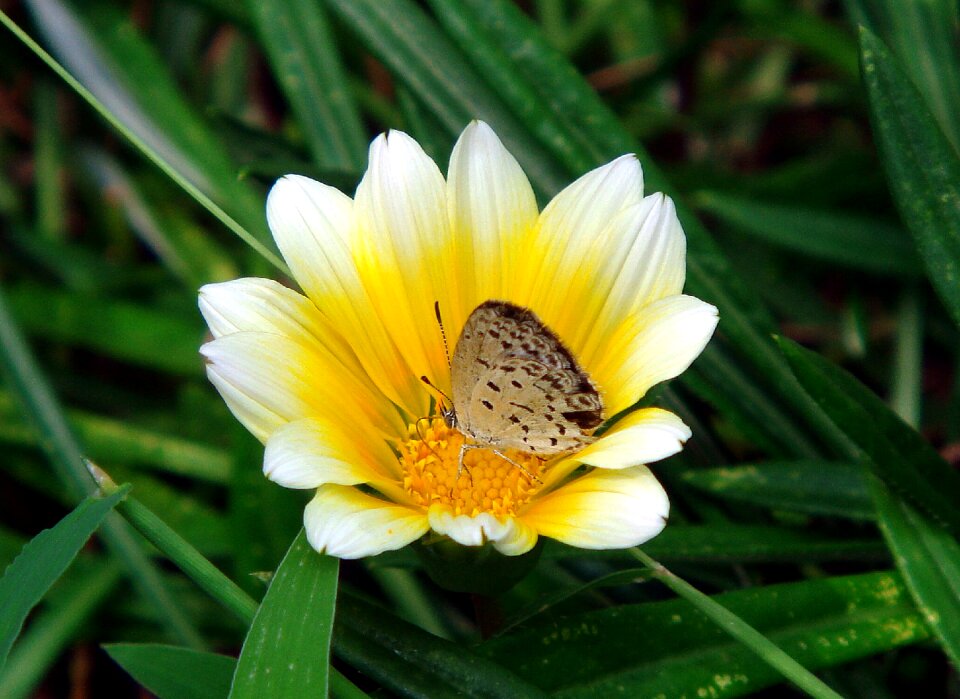 Bug lycaenidae flower