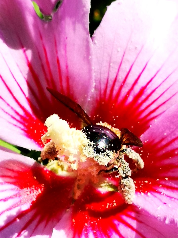 Bee visiting rose of Sharon Hibiscus syriacus covered in pollen