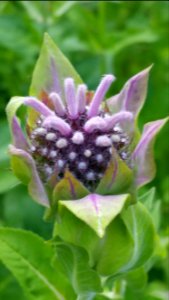 Rose scented bergamot (Monarda) begins to bloom