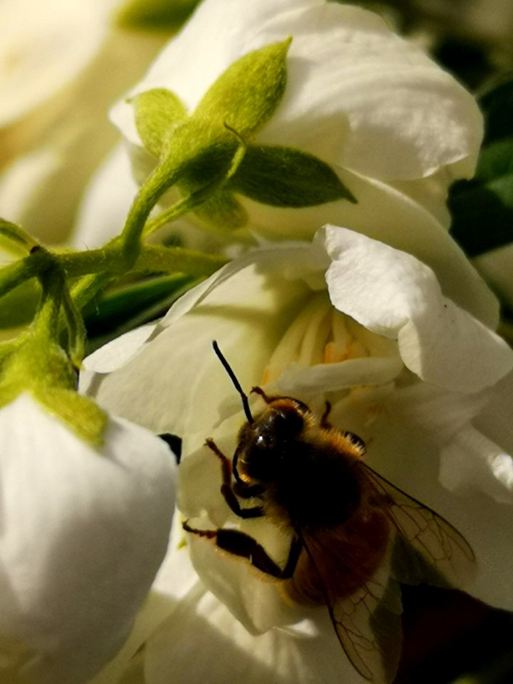 Honeybee visiting mockorange (Philadelphus viginalis'Snowbelle')