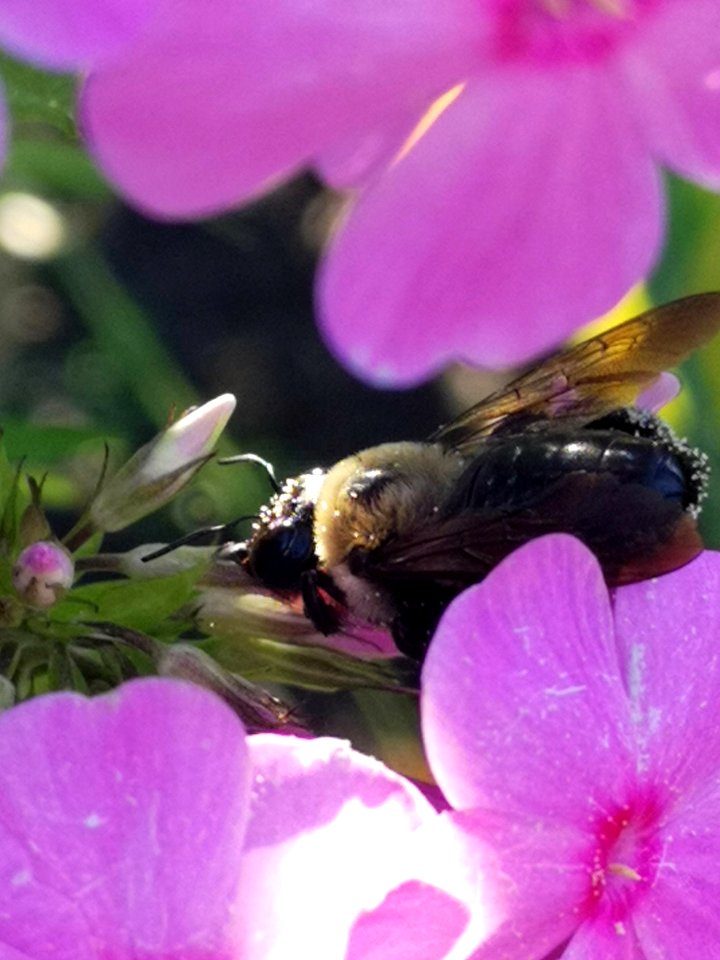 Carpenter bee Xylocopa virginica visiting Phlox paniculata