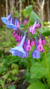 Virginia bluebells