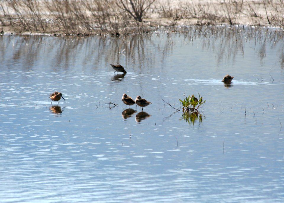 4489 long billed dowitchers munsel odfw