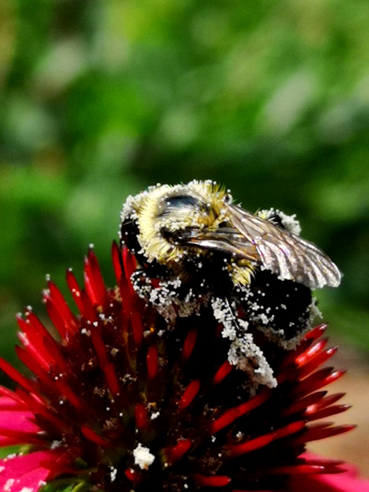Bumblebee covered with pollen visiting coneflower Echinacea 'Cheyenne Spirit'