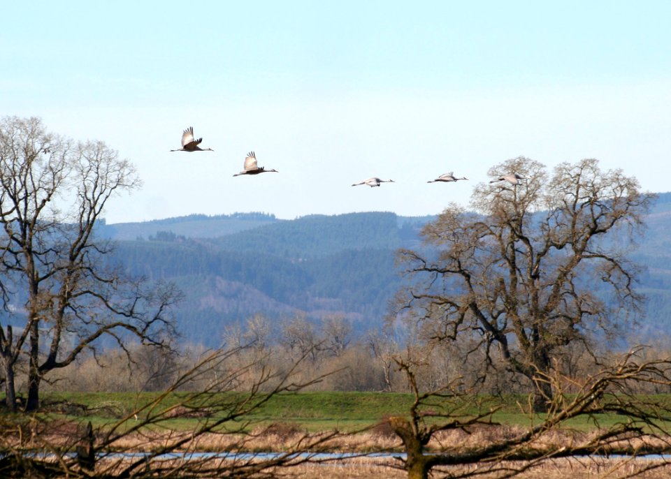 6600 sandhill crane munsel ODFW