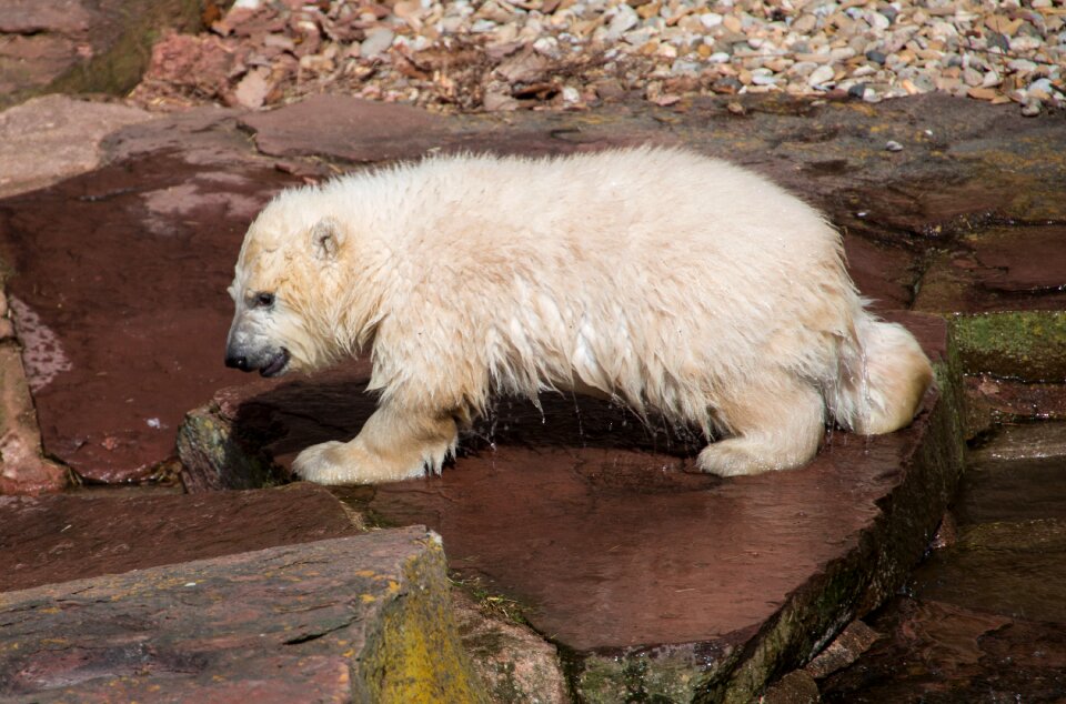 Charlotte polar bear cub tiergarten