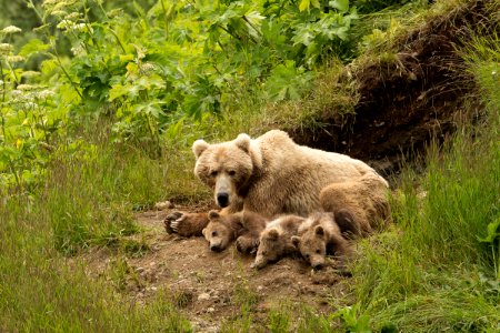 Kodiak bear
