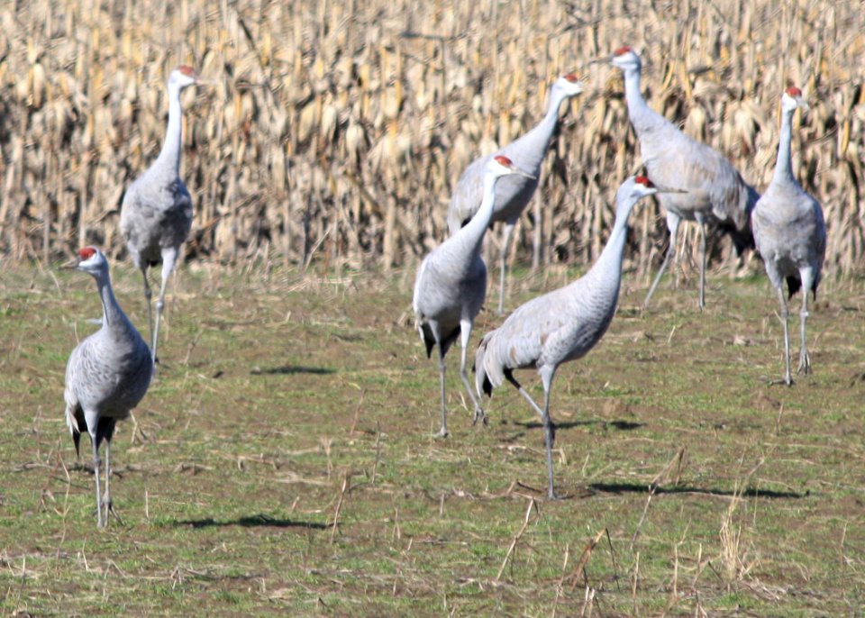 0172 sandhill crane munsel ODFW