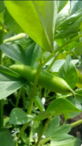 Vicia faba 'Aprovecho Select'