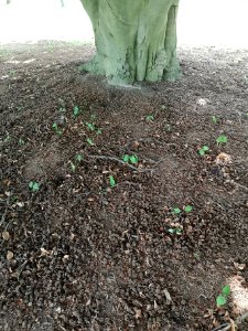 European beech (Fagus sylvatica) beechnut litter