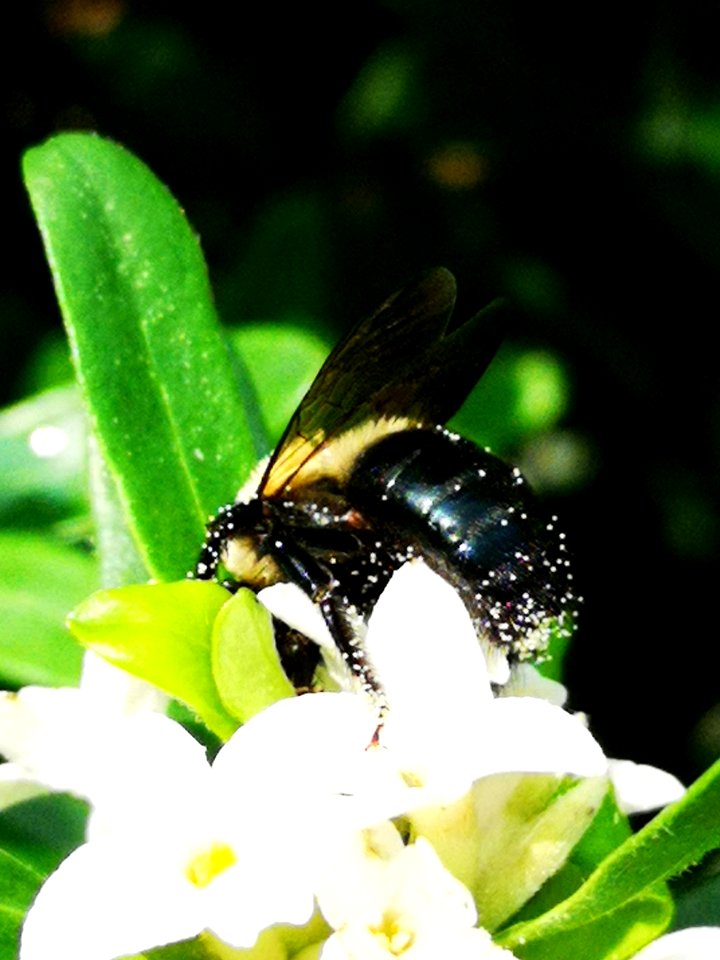 Carpenter bee nectar robbing Daphne (hybrid Eternal Fragrance) flowers, with pollen