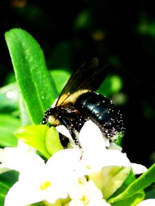 Carpenter bee nectar robbing Daphne (hybrid Eternal Fragrance) flowers, with pollen
