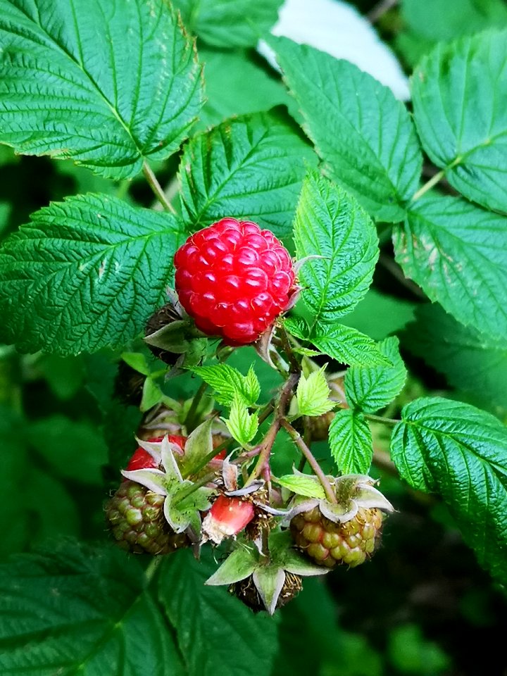 Raspberry Rubus idaeus
