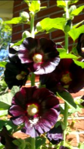 hollyhocks