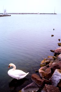swan at autumn Balaton
