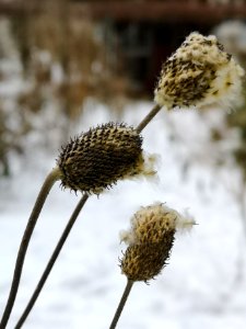 Thimbleweed (Anemone virginiana)