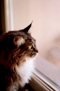 Alfred The Maine Coon photo