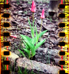 tulip perforation photo