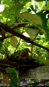Mourning dove in her nest in the grape arbor