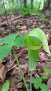 Jack in the pulpit