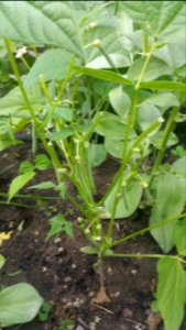 Munched bean plants in the tall bed