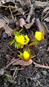 March 9th, 2016, winter aconites begin to bloom in my garden