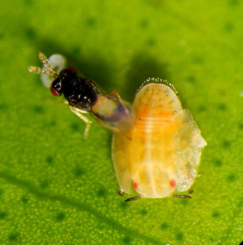 20200225-APHIS-JW-IYPH 0031