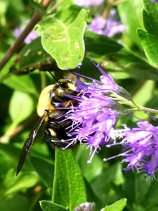 Caryopteris Dark Knight photo