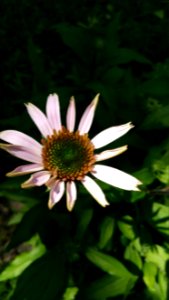 Echinacea hybrid