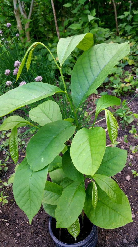 Asimina triloba (pawpaw) sapling
