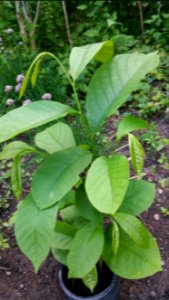 Asimina triloba (pawpaw) sapling
