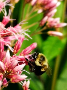 Bumblebee visiting Joe Pye weed Eutrochium or Eupatorium