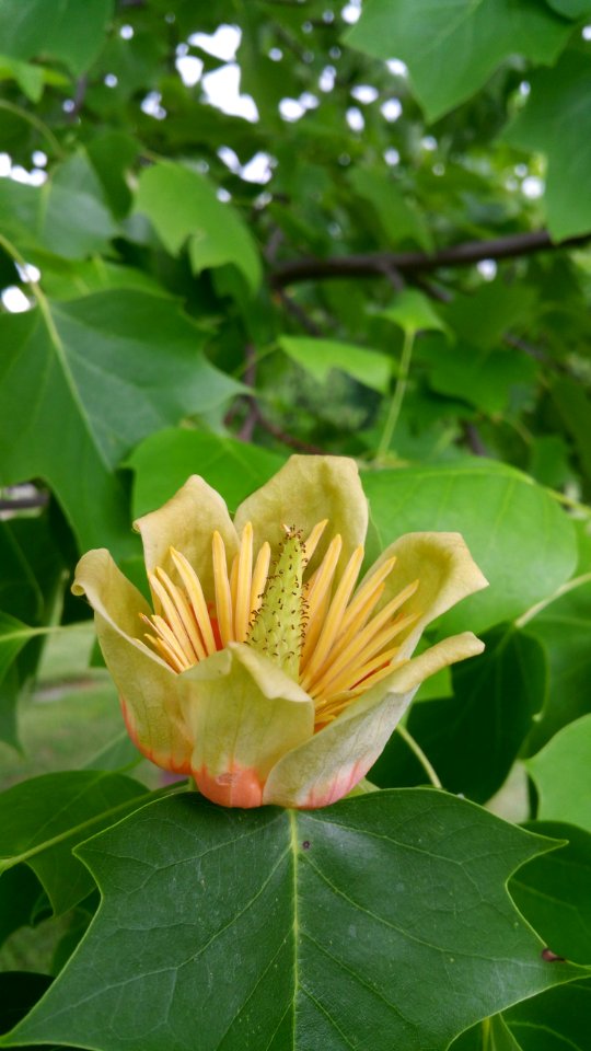 Tulip poplar