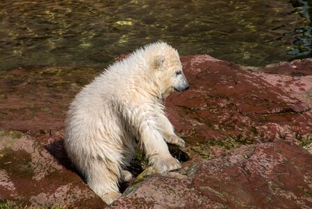Charlotte polar bear cub tiergarten