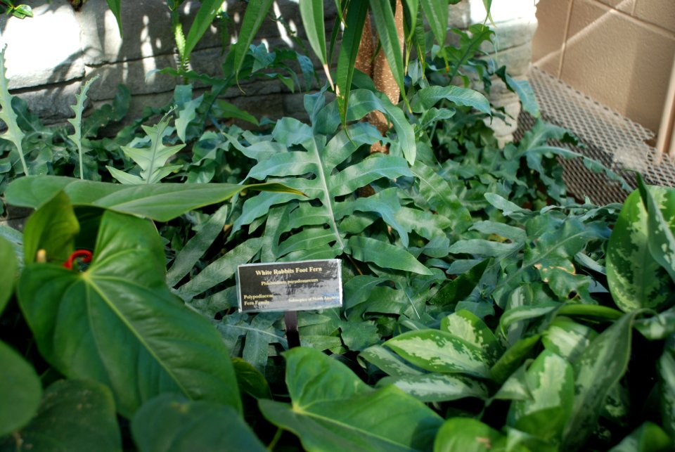 White Rabbits Foot Fern, Phlebodium pseudoaureum