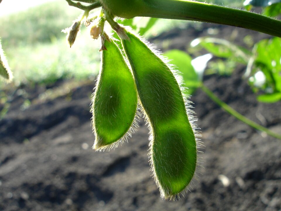 Green glycine max plants