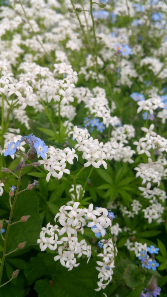 Sweet woodruff and forget me not