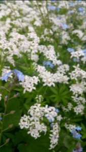 Sweet woodruff and forget me not photo