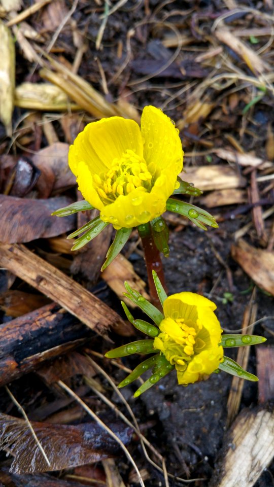 Eranthis hyemalis. Winter aconite. Noticed a few damaged flowers. Getting munched? Stepped on by squirrels?