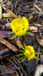 Eranthis hyemalis. Winter aconite. Noticed a few damaged flowers. Getting munched? Stepped on by squirrels?