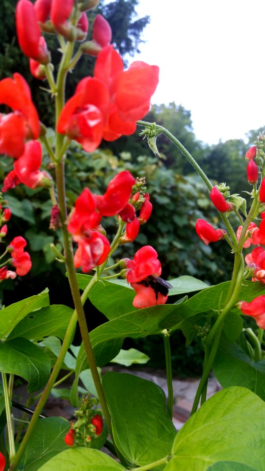 bumblebee in runner beans